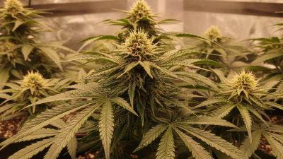 What is the Best Way to Grow Cannabis Successfully?