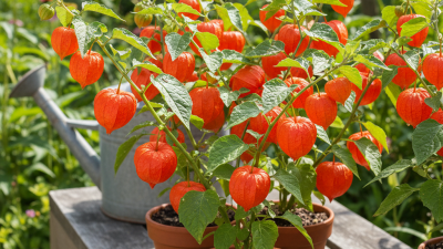 What Are the Best Tips for Sourcing Chinese Lantern Plants?