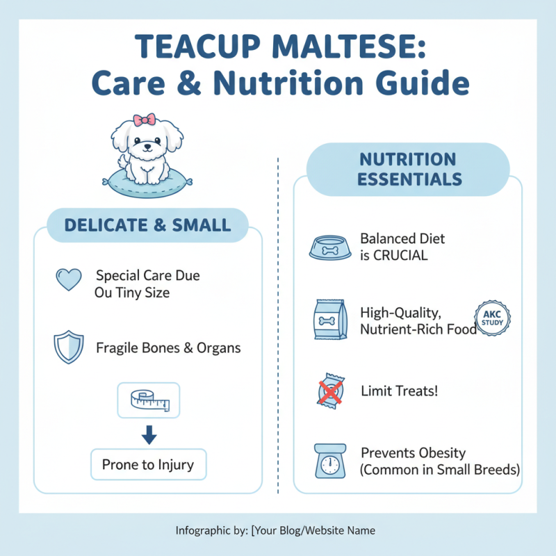 Top 10 Facts About Teacup Maltese Dogs You Need to Know?