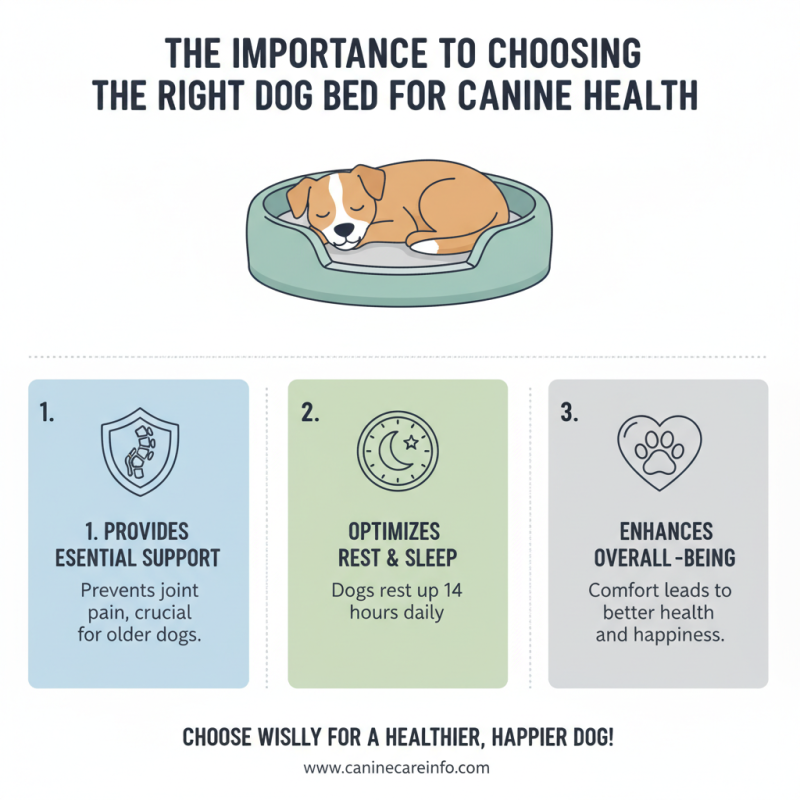 10 Best Dog Beds for Ultimate Comfort and Support