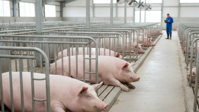 How to Choose the Best Gestation Stalls for Your Farm?
