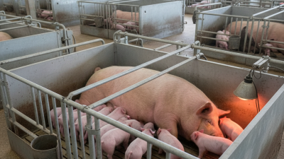 How to Choose the Best Hog Farrowing Crate for Your Farm?