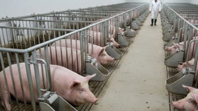 What is the Purpose of Gestation Stalls in Modern Farming?