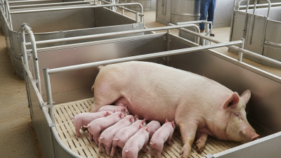 Top 10 Benefits of Using a Farrowing Pen for Pig Farmers?