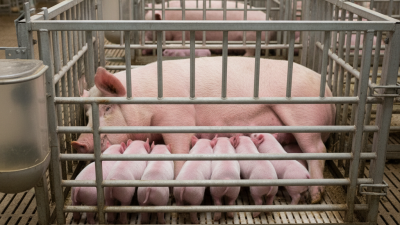 Top 10 Benefits of Using Farrowing Crates for Pig Farming?