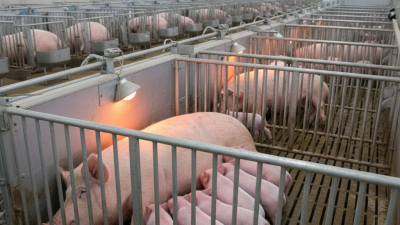 Top 10 Benefits of Hog Farrowing Crate You Should Know?
