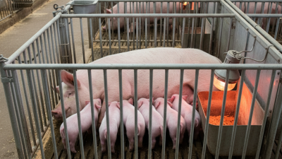 What are Farrowing Cages and Their Benefits for Farmers?