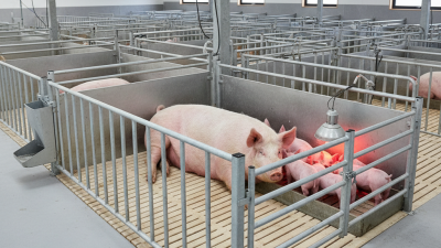 Essential Tips for Effective Farrowing Pen Design?