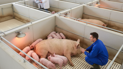 How to Choose the Best Farrowing Pen for Your Farm?