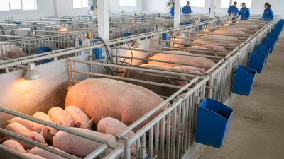 Find the Best Farrowing Pens For Pigs in China Today?