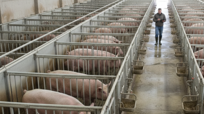 What is Gestation Stalls and Why They Matter for Farmers?