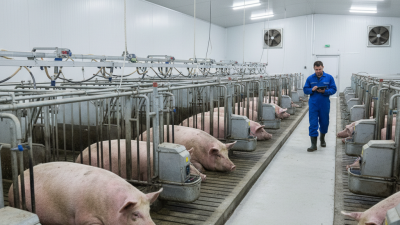 What is a Gestation Stall and Why is it Important?