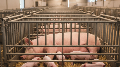 Why Do Farmers Use Farrowing Crates for Piglet Safety?