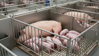 What is a Hog Farrowing Crate and Its Benefits for Farmers?