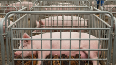 Why Are Farrowing Cages Essential for Pig Farming Success?