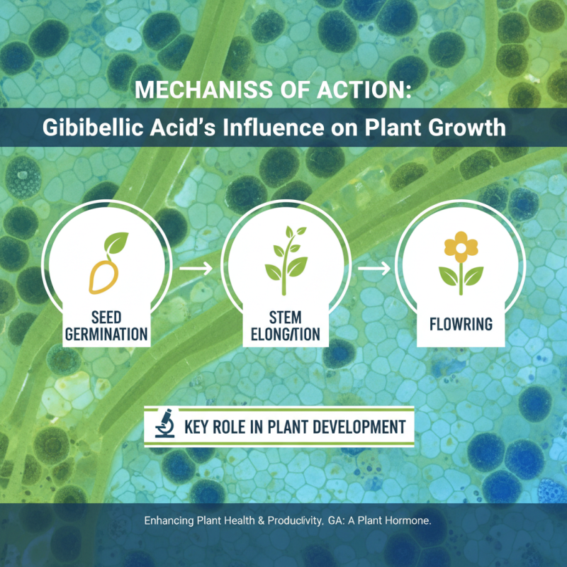 Gibberellic Acid Effect on Plants How Does It Influence Growth and Development?