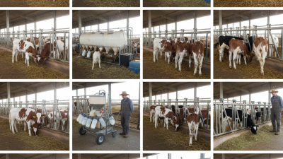 Top 10 Calf Feeders for Efficient Livestock Farming Guide?