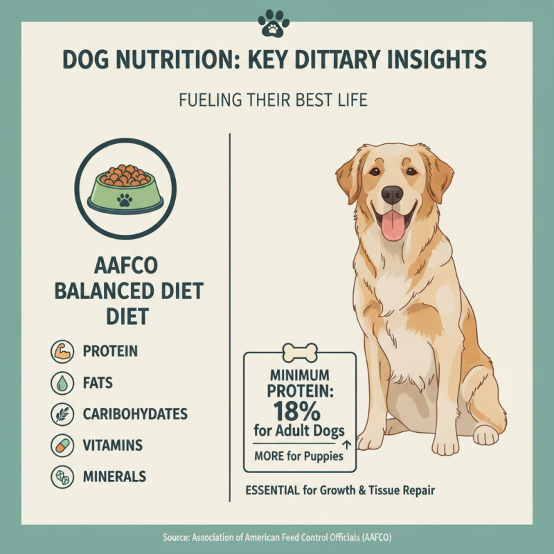 Top 10 Dog Vet Tips for Pet Owners Worldwide?