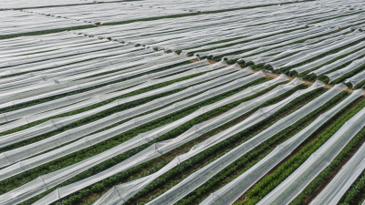Top 5 White Shade Net Benefits for Global Buyers?