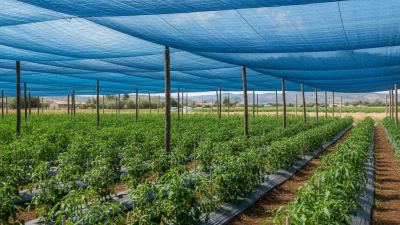 What You Need to Know About Blue Shade Net for Buyers?