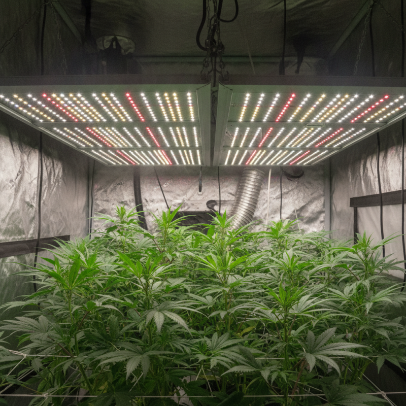 Why Are My LED Grow Lights Turning Yellow Solutions and Tips?
