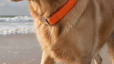 What is a Biothane Collar and Why Choose One?