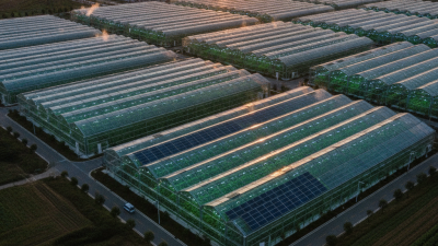 Best Industrial Greenhouses in China for Global Buyers?