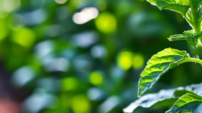 Why Use a Chlorophyll Tester for Plant Health Measurement?