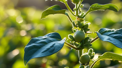 Top 10 Benefits of Gibberellic Acid for Plants Growth?