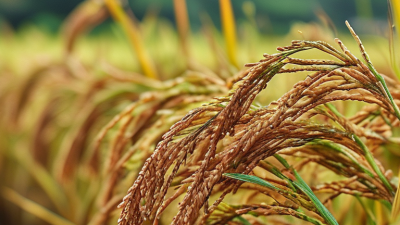 Top 10 Rice Dryer Machines for Global Buyers?