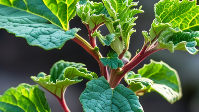 How to Overcome Calcium Shock in Your Plants Efficiently?