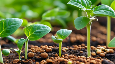 How to Choose the Best Slow Release Fertilizer for Plants?