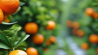 Best Gibberellic Acid for Citrus Growth Improve Your Yield?
