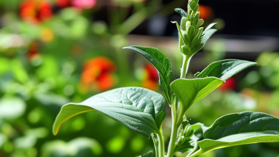 How to Use Gibberellic Acid for Optimal Plant Growth?