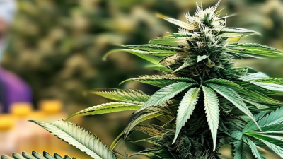 7 Best CBDV Isolate Suppliers for Global Buyers?