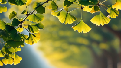 What Is Ginkgo Biloba Extract Used For?