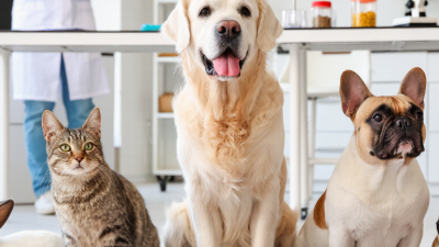 2026 Best Custom Pet Nutrition Formulation Suppliers?