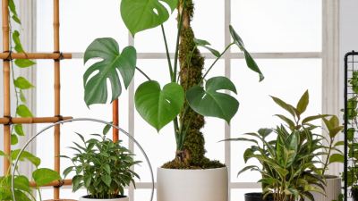What Are the Top 10 Houseplant Supports for Buyers?