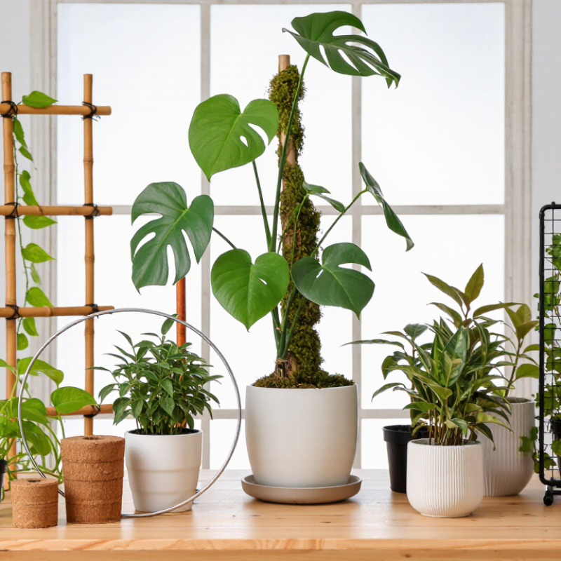 What Are the Top 10 Houseplant Supports for Buyers?