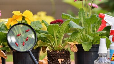 2026 How to Choose Pesticides for Plants?
