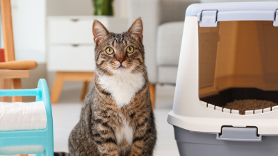 Why Are Cat Hygiene Products Essential for Pet Owners?