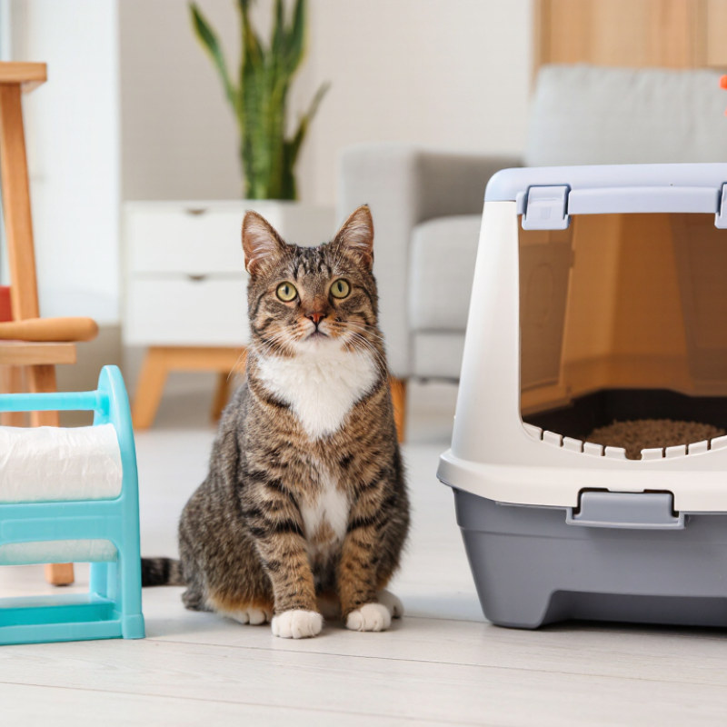 Why Are Cat Hygiene Products Essential for Pet Owners?