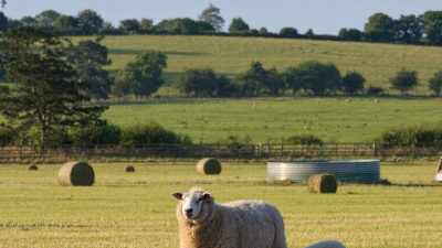 How to Choose the Best Sheep Feed?