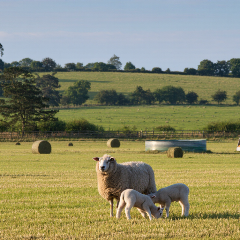 How to Choose the Best Sheep Feed?