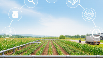 How to Choose Potassium Nitrate Fertilizer Suppliers?