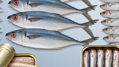 Top Types of Sardine Fish for Global Buyers