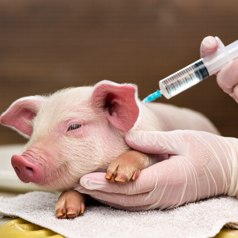 What Is the Best Way to Administer Oral Solutions to Piglets?