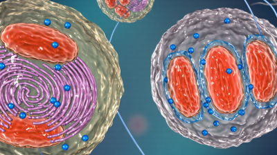 What Is Your Cells Function and Why It Matters?