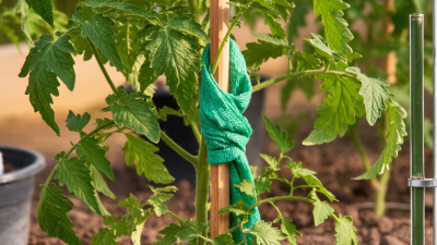 What Is a Plant Brace and What Is It Used For?
