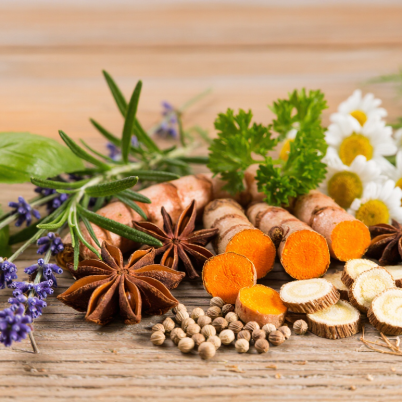 Top 10 Types of Quality Herbs for Global Buyers